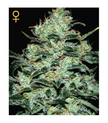 Moby Dick 10 u. fem. Green House