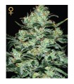 Moby Dick 10 u. fem. Green House
