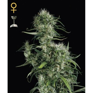 Neville's Haze fem. Green House