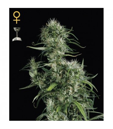 Neville's Haze fem. Green House