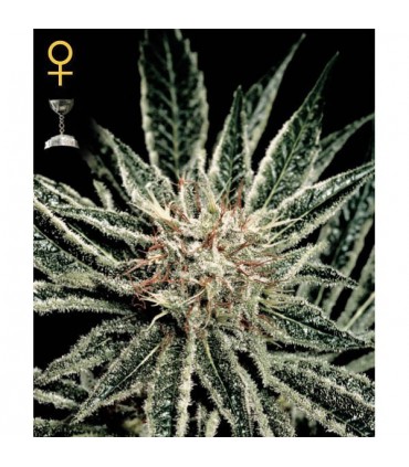 El Niño fem. Green House AGOTADA EN ORIGEN