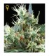 NL 5 x Haze Mist fem. Green House