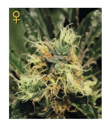 Pure Kush  3 u. fem. Green House