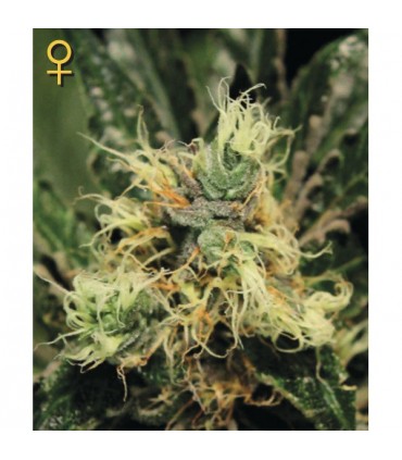 Pure Kush  5 u. fem. Green House