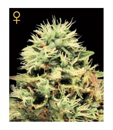 Super Bud  5 u. fem. Green House