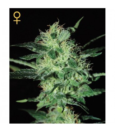 Super Critical 10 u. fem. Green House