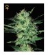 Super Critical fem. Green House