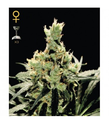 Super Lemon Haze  3 u. fem. Green House