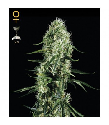 Super Silver Haze  3 u. fem. Green House