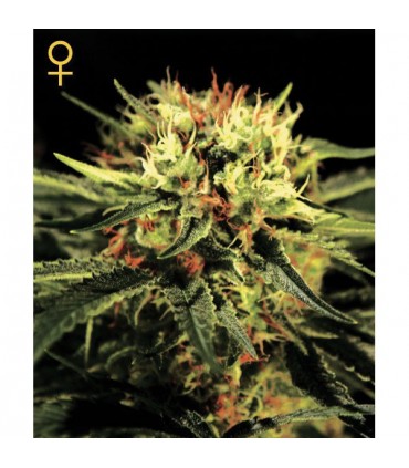 The Doctor fem. Green House