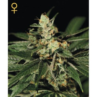 Trainwreck fem. Green House