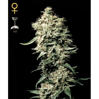White Rhino  3 u. fem. Green House