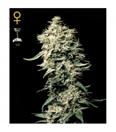 White Rhino  3 u. fem. Green House