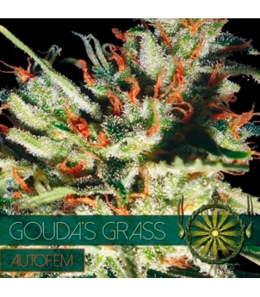 Auto Gouda´s Grass 3 u. fem. Vision Seeds