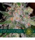 Vision Cookies 3 u. fem. Vision Seeds