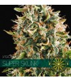 Super Skunk 3 u. fem. Vision Seeds