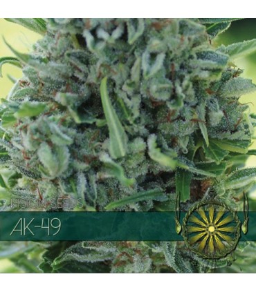 AK-49 3 u. fem. Vision Seeds