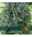 AK-49 3 u. fem. Vision Seeds