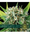 Amnesia 3 u. fem. Vision Seeds