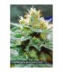 Amnesia X Buddha Kush 3 u. fem. Vision Seeds