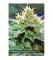 Amnesia X Buddha Kush 3 u. fem. Vision Seeds