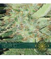 Big Bud 3 u. fem. Vision Seeds