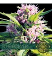 Blue Power 3 u. fem. Vision Seeds