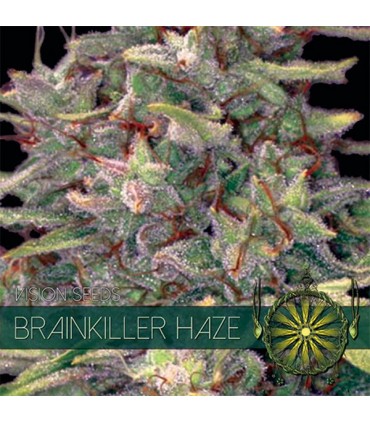 Brainkiller Haze 3 u. fem. Vision Seeds