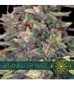 Brainkiller Haze 3 u. fem. Vision Seeds