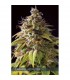 Caramel Monster 3 u. fem. Vision Seeds
