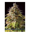 Caramel Monster 3 u. fem. Vision Seeds