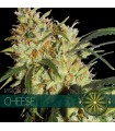 Cheese 3 u. fem. Vision Seeds