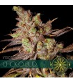 Choco Bud 3 u. fem. Vision Seeds