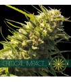 Critical Impact 3 u. fem. Vision Seeds