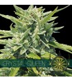 Crystal Queen 3 u. fem. Vision Seeds