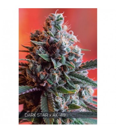 Dark Star X Ak-49 3 u. fem. Vision Seeds
