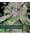 Doctor Jamaica 3 u. fem. Vision Seeds