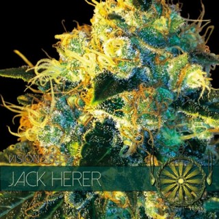 Jack Herer 3 u. fem. Vision Seeds