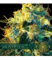 Jack Herer 3 u. fem. Vision Seeds