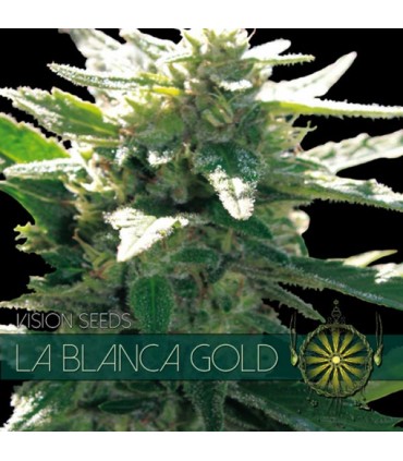 La Blanca Gold 3 u. fem. Vision Seeds