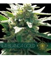 La Blanca Gold 3 u. fem. Vision Seeds