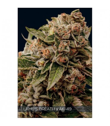 Lambs Breath X Ak-49 3 u. fem. Vision Seeds