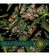 Mighty Mango 3 u. fem. Vision Seeds