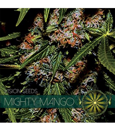 Mighty Mango 3 u. fem. Vision Seeds