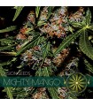 Mighty Mango 3 u. fem. Vision Seeds