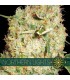 Northern Lights 3 u. fem. Vision Seeds