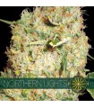 Northern Lights 3 u. fem. Vision Seeds