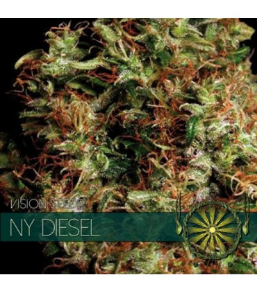 NY Diesel 3 u. fem. Vision Seeds