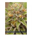 Pure Gelato 3 u. fem. Vision Seeds