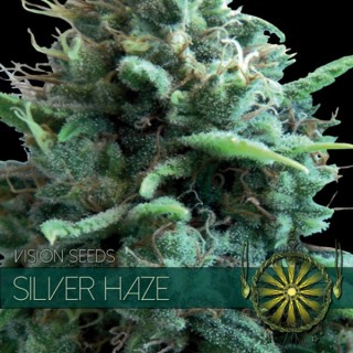 Silver Haze 3 u. fem. Vision Seeds